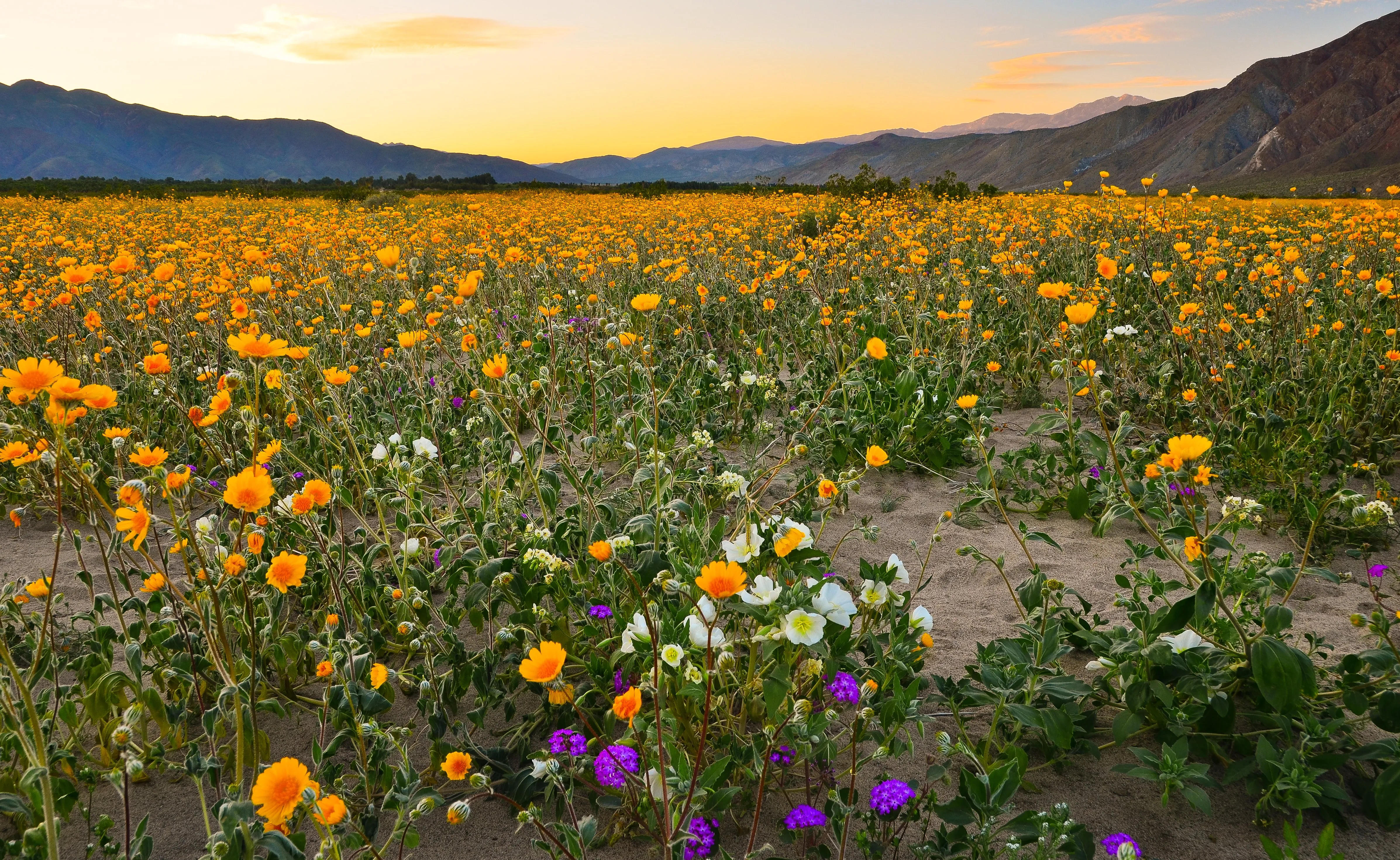 Dense desert wildflower superbloom at sunset — orange desert sunflowers, white evening primrose, and purple sand verbena cover sandy flats with mountains behind