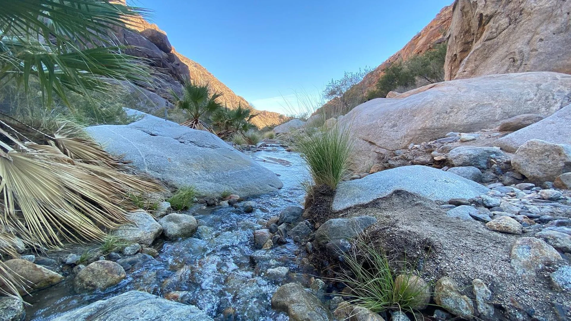 Shallow stream runs through a rocky desert canyon with granite boulders, grass tufts, and fan palms under a clear blue sky